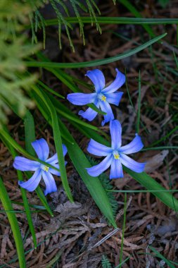 İlk bahar güzel mavi bahar çiçekleri chionodoxa