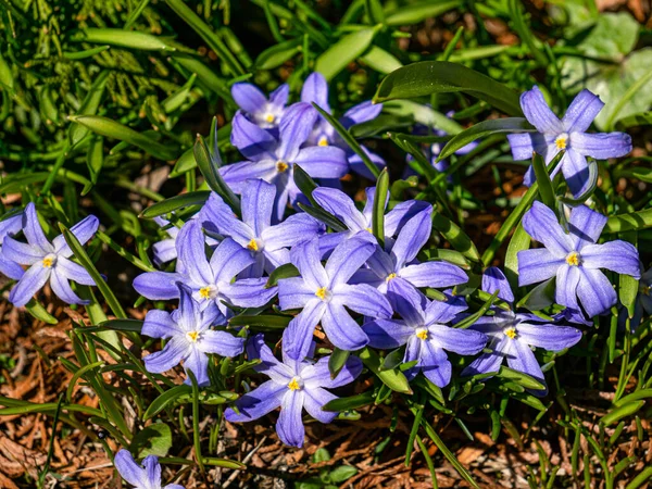 Первая Весна Красивые Голубые Весенние Цветы Chionodoxa — стоковое фото