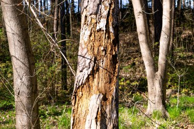 The old tree is destroyed and eaten by bark beetles