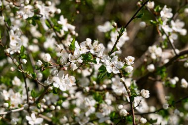 Baharın başında bahçede kiraz çiçekleri açıyor.