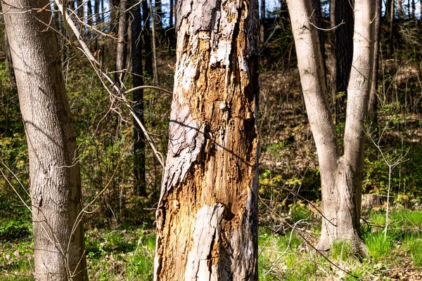 Yaşlı Ağaç Kabuk Böcekleri Tarafından Yok Edilir Yenir — Stok fotoğraf