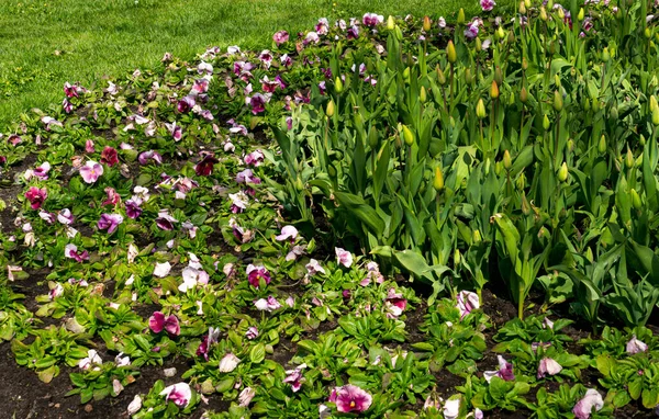 在城市公园的花坛上种着幼小的郁金香 — 图库照片
