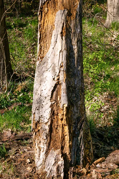 Old Tree Destroyed Eaten Bark Beetles — Stok fotoğraf