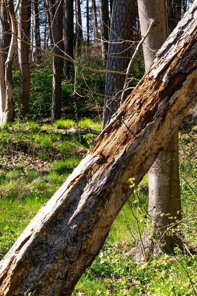 Old Tree Destroyed Eaten Bark Beetles — Stok fotoğraf