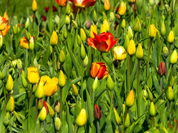 Lit Fleurs Entier Tulipes Multicolores Qui Ont Pas Encore Fleuri — Photo