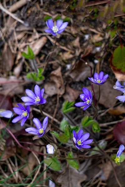 Violet Liverwort Flowers Close Flowers Forest Floor Sunny Day — Stock Photo, Image