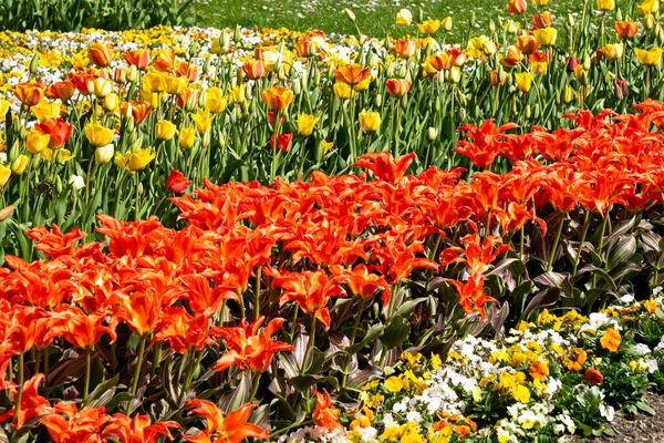 Aiuola Coralli Vivaci Tulipani Colorati Parco Cittadino — Foto Stock
