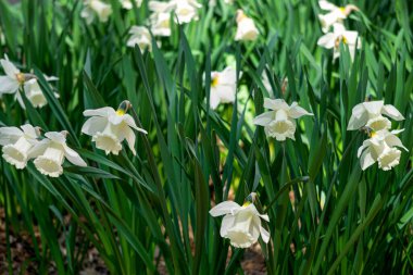 Parktaki çiçek tarhında çiçek açan beyaz nergisler.