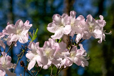 Baharın bahçesinde açık pembe narin çiçeklerle açan çalılar.