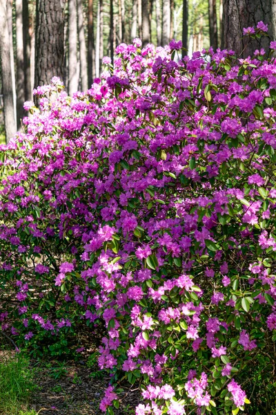Ανθισμένες Ροδόδεντρα Θάμνοι Μωβ Λεπτά Λουλούδια Στον Ανοιξιάτικο Κήπο Close — Φωτογραφία Αρχείου