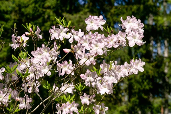 Kwitnące Krzewy Rododendronu Fioletowymi Delikatnymi Kwiatami Wiosennym Ogrodzie Bliska — Zdjęcie stockowe