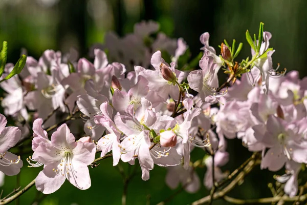 Kwitnące Krzewy Jasnoróżowymi Delikatnymi Kwiatami Wiosennym Ogrodzie Bliska — Zdjęcie stockowe
