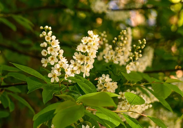 Close Bird Cherry Flowers Bird Cherry Spring — Stock Photo, Image