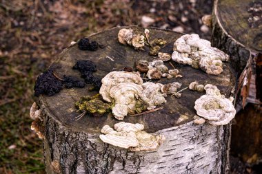 Ağaç kütüğünde çeşitli mantarlar var.