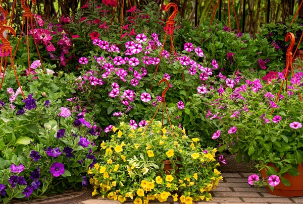 Flower Pots Colorful Flowers Multi Colored Petunias — Stock Photo, Image