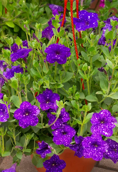 Flower Pot Purple Petunia Flowers Flower Market — Stock Photo, Image