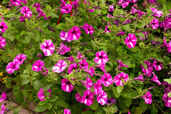 Blomma Kruka Med Ljusa Rosa Petunia Blommor Blomstermarknaden — Stockfoto