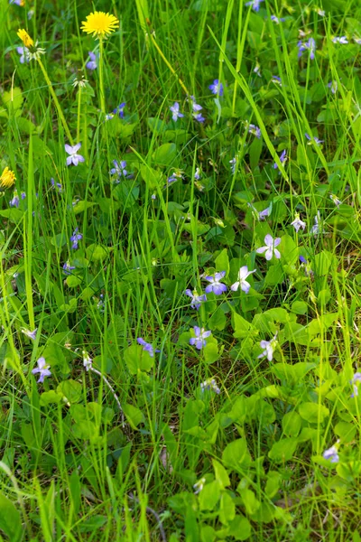 Flor Azul Violeta Flores Florescem Floresta — Fotografia de Stock