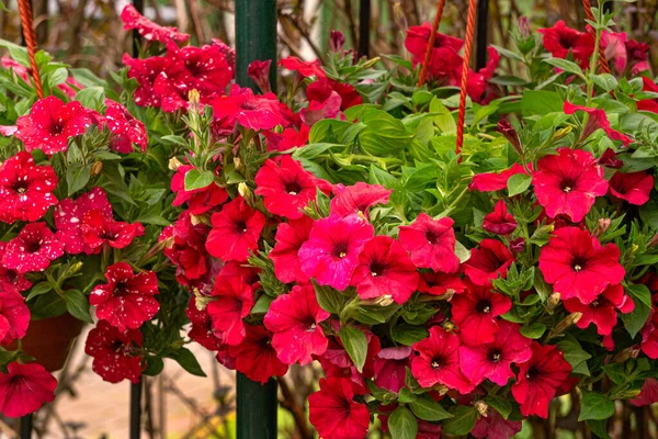 Doniczka Czerwonymi Kwiatami Petunii Rynku Kwiatów — Zdjęcie stockowe