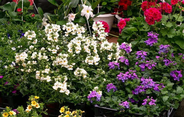 Květináče Jasnými Letními Květy Okrasných Rostlin — Stock fotografie