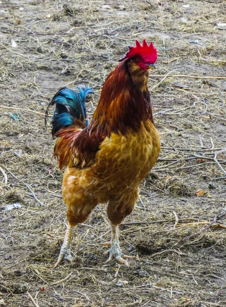 tükenmez kalemle de köyün, tavuklar için güzel horoz yakın çekim