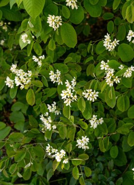 Böğürtlen çiçeklerine yakın çekim. İlkbaharda çiçek açan
