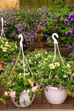 Rengarenk çiçekli saksılar çok renkli petunyalar