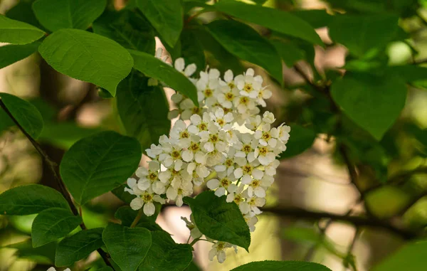 Primer Plano Flores Shadberry Floración Primavera — Foto de Stock