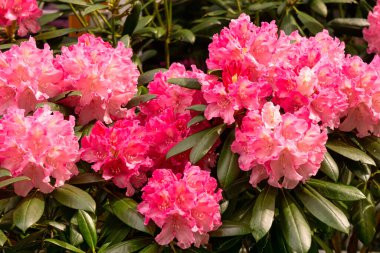 Bahçede pembe çiçekli Rhododendron çiçekleri