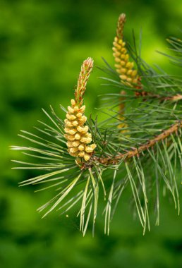 Genç çam erken yaz aylarında vuruyor.