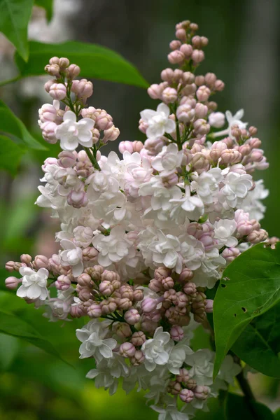 Branch White Terry Lilac Garden — Stock Photo, Image
