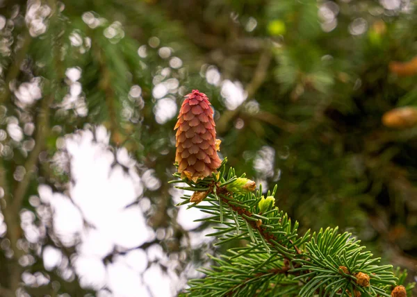 春の森の中の若い赤いトウヒのコーン — ストック写真
