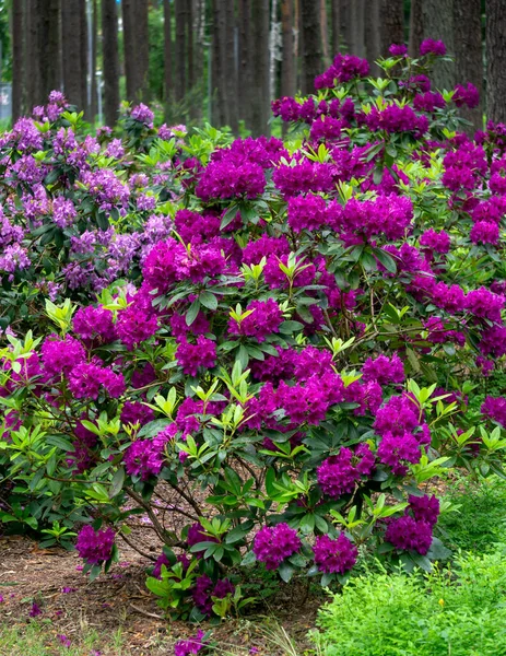 Arbustos Rhododendron Con Flores Color Púrpura Oscuro Parque Ciudad — Foto de Stock