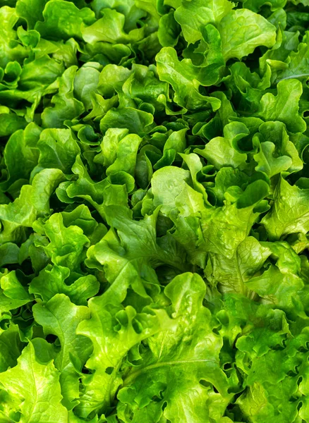 Green Lettuce Leaves Box Top View — Fotografia de Stock