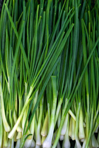 Green Feathers Young Spring Onion Vitamins Garden — Foto de Stock