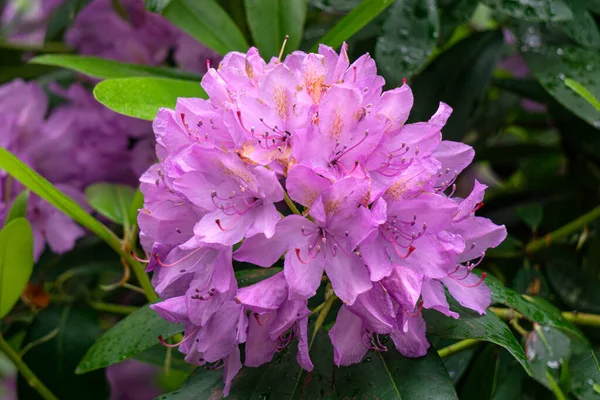 Rhododendron bushes with gently lilac flowers in a city park