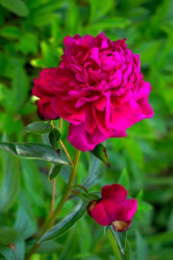 Yazın bir dal parlak pembe şakayık tomurcuğu