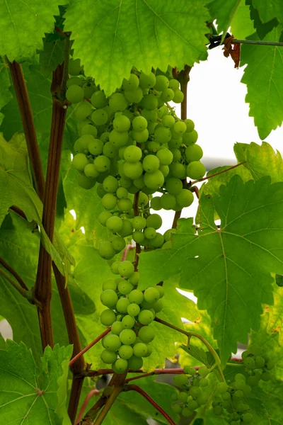 Bunches Ripe Green Grapes Vine Leaves — Photo