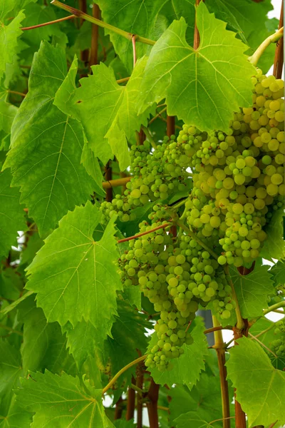 Bunches Ripe Green Grapes Vine Leaves — Φωτογραφία Αρχείου