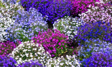 Multi-colored lobelia bushes in a flower bed in the garden