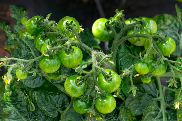 Banda Zielonych Dojrzewających Pomidorów Gałęzi Szklarni — Zdjęcie stockowe