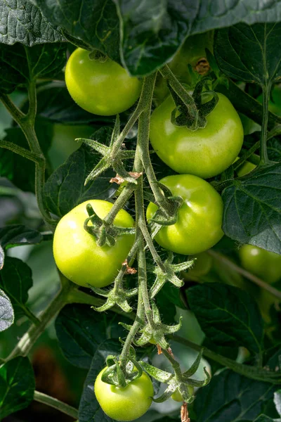 Banda Zielonych Dojrzewających Pomidorów Gałęzi Szklarni — Zdjęcie stockowe