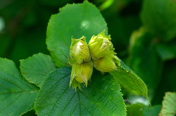 Green Unripe Hazelnuts Branch Garden — Photo