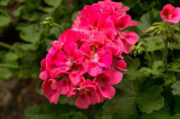 Jasné Růžové Poupě Královského Pelargonia Kvete Létě — Stock fotografie