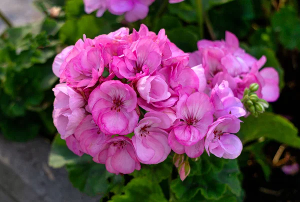 Bright Pink Bud Royal Pelargonium Blooms Summer — Φωτογραφία Αρχείου