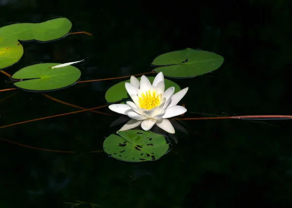Water Lilies Floating Surface Water City Pond — Stock Photo, Image