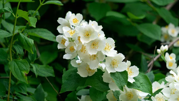 Jasmine Branch White Flowers Full Bloom City Park — Stok fotoğraf