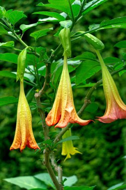 Flowers of pink datura datura in the garden