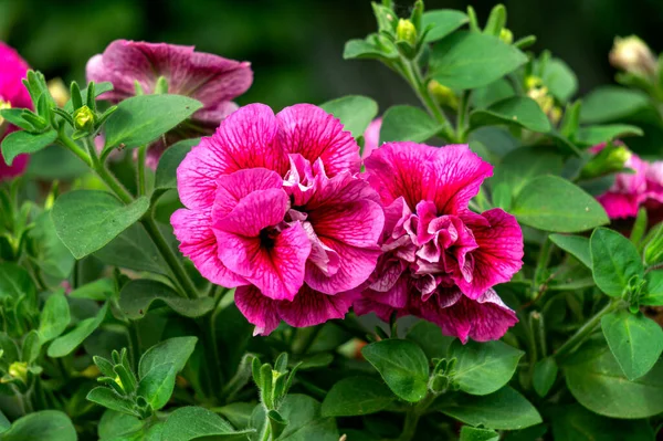 Beautiful Bush Bright Pink Petunias Flower Pot Garden — Zdjęcie stockowe