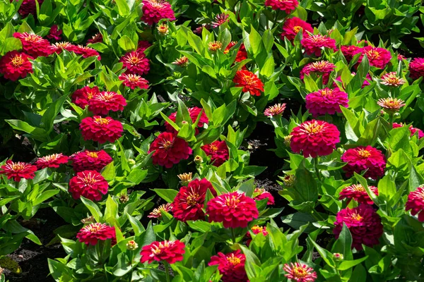 Red Zinnia Flowers Flower Bed Park Summer — Stockfoto